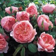 Роза английская The Alnwick Rose (Ausgrab)
